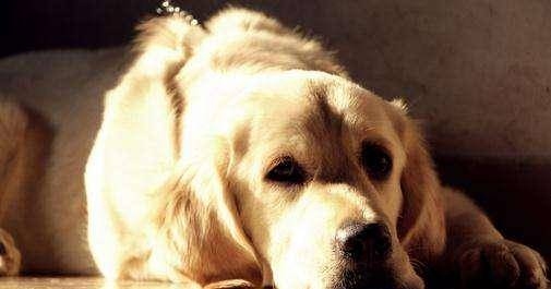 属狗今年多大？需知，养狗需知的天数，定终身之关键插图