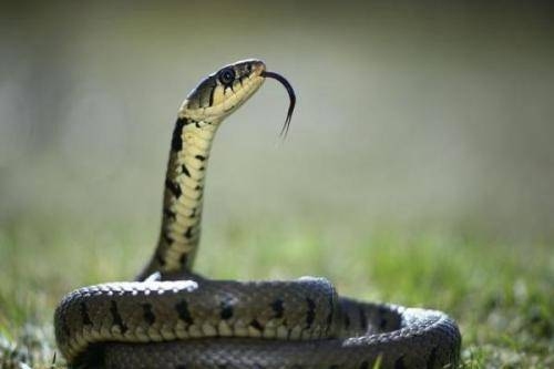 属蛇今日运势，稳扎稳打，贵人助财插图