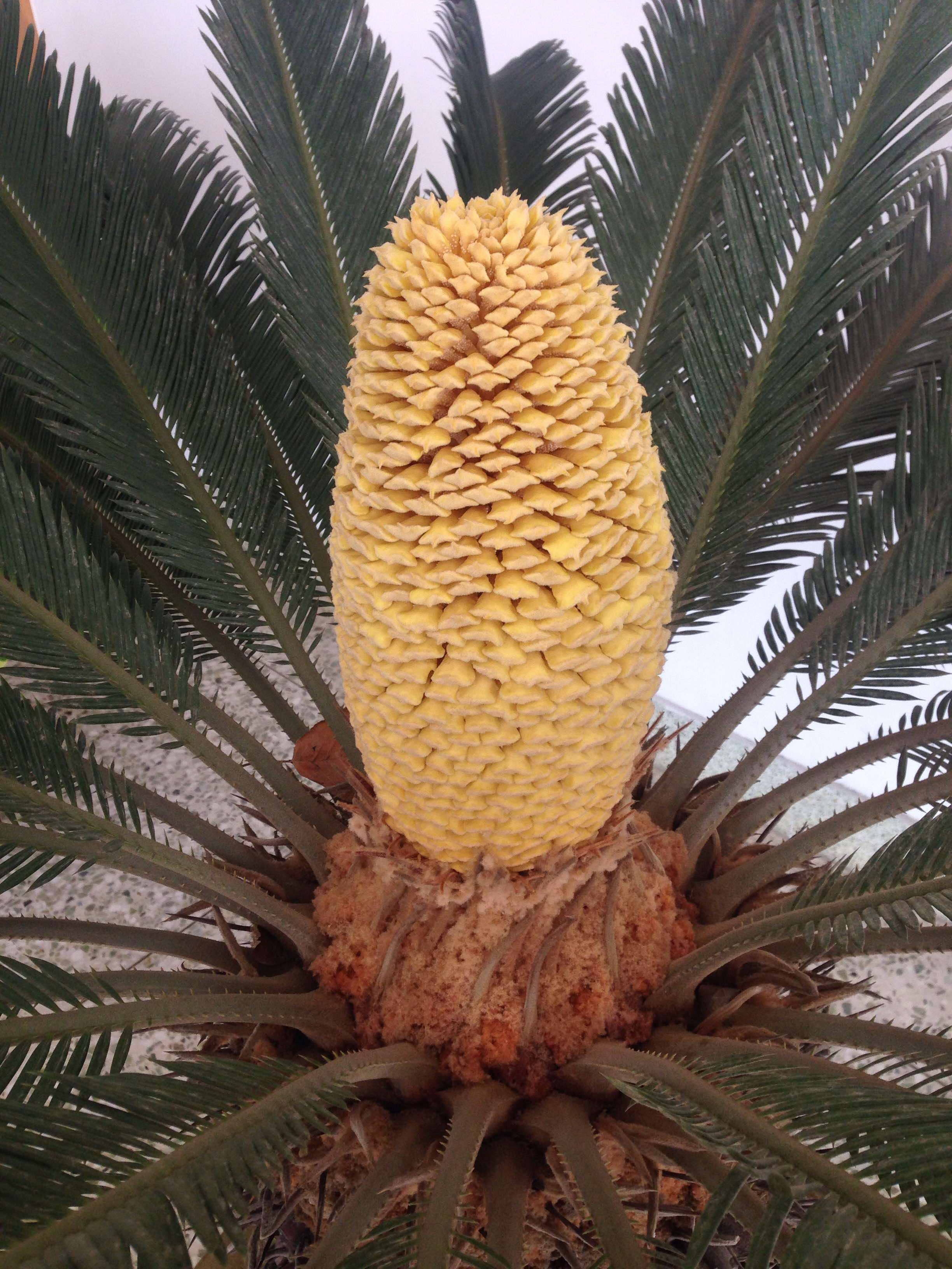 铁树开花，开启生肖新篇章插图