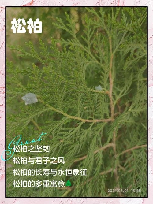 松柏木命，坚韧不拔的东方命理象征插图