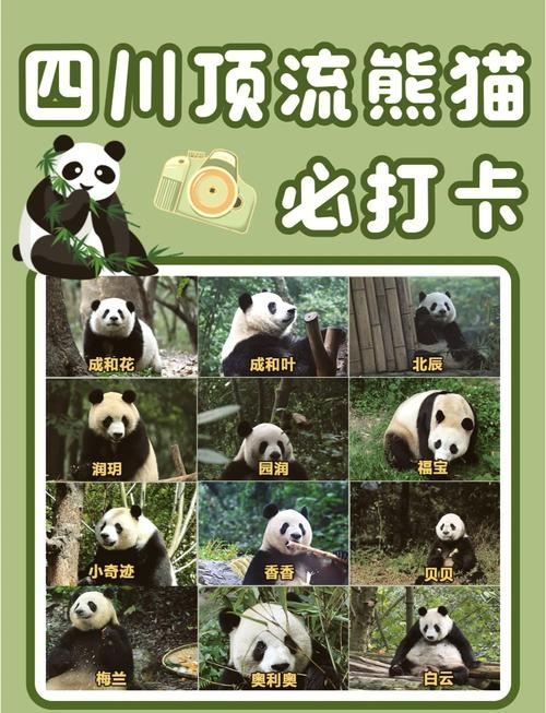 熊猫名字，多元传承，共谱文化传承华章插图