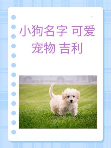小狗名字背后的故事，从小白到幸运星插图