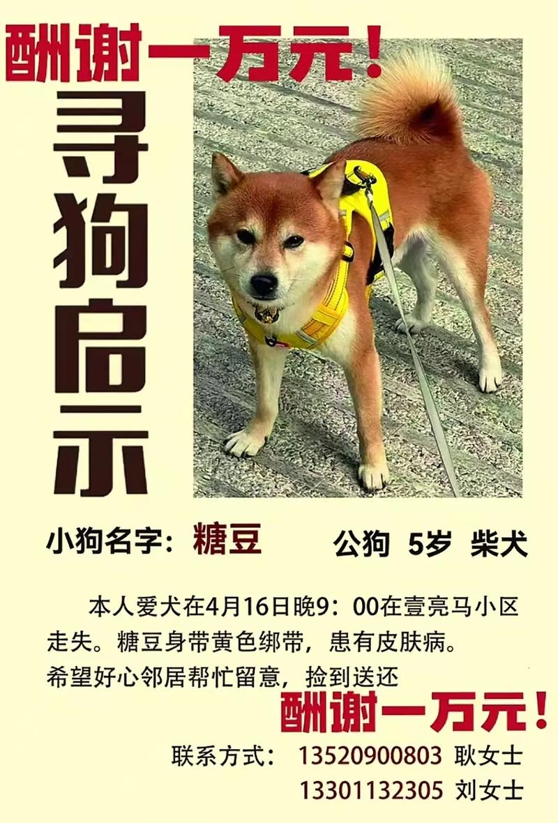 狗狗名字棉花糖豆豆萌化人心插图