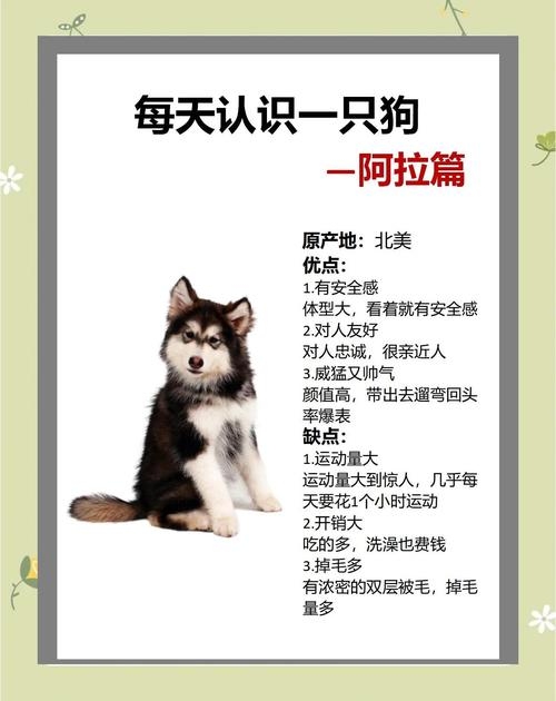 狗狗名字，背后的故事与情感纽带插图