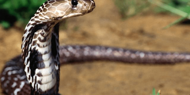 77年属蛇48岁将遭遇事业、财富和健康三重挑战插图