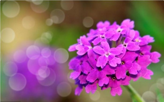 75年兔的幸运网名,冰雪花开,幸福清风插图 75年兔的幸运网名,冰雪花开,幸福清风插图