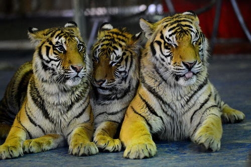 属狗女最佳婚配，兔虎马，避开龙鸡插图
