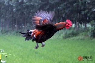 属鸡女最佳婚配属相，寻找幸福婚姻的黄金配对插图