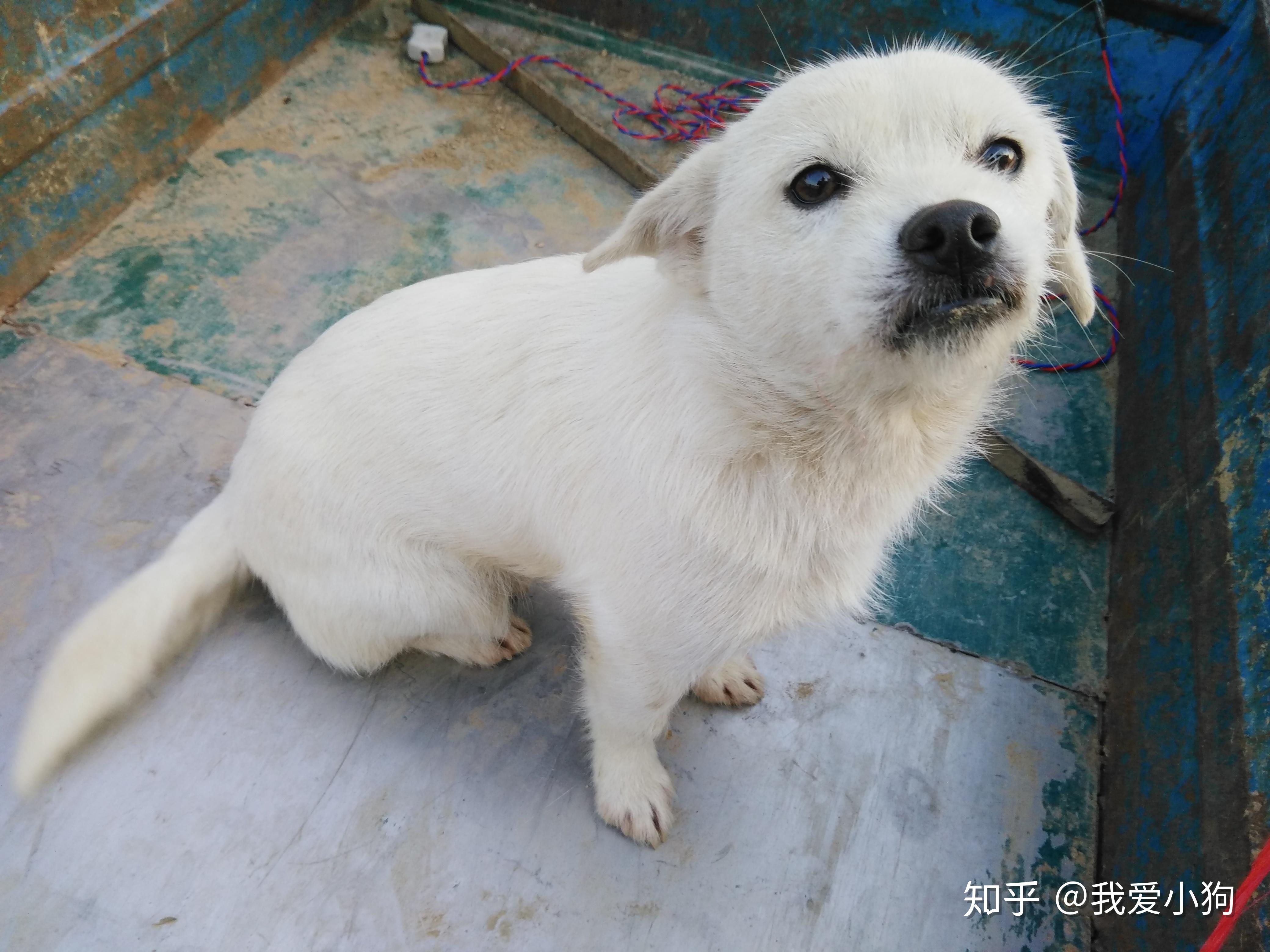 狗狗取名，给不同性格性格的狗狗命名之道插图