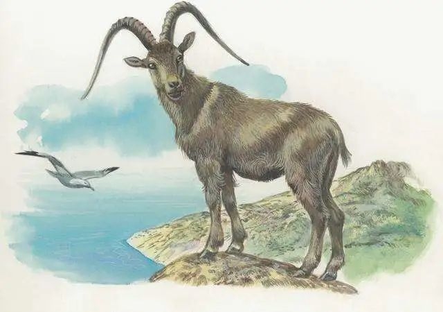 属羊人命好多分析插图