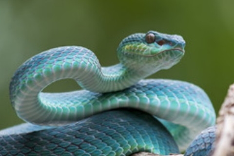 属蛇人2024年财富、感情与事业运程解析，挑战与机遇并存插图