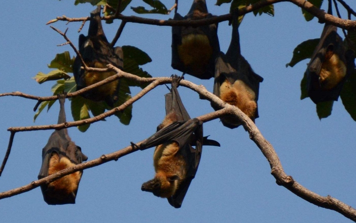 蝙蝠入屋有何吉凶？插图