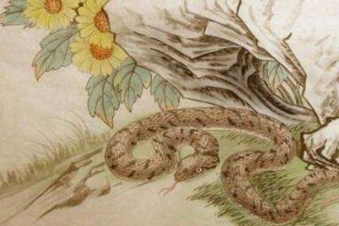 属蛇人2023年运程详解，智慧与机遇并行的年份插图