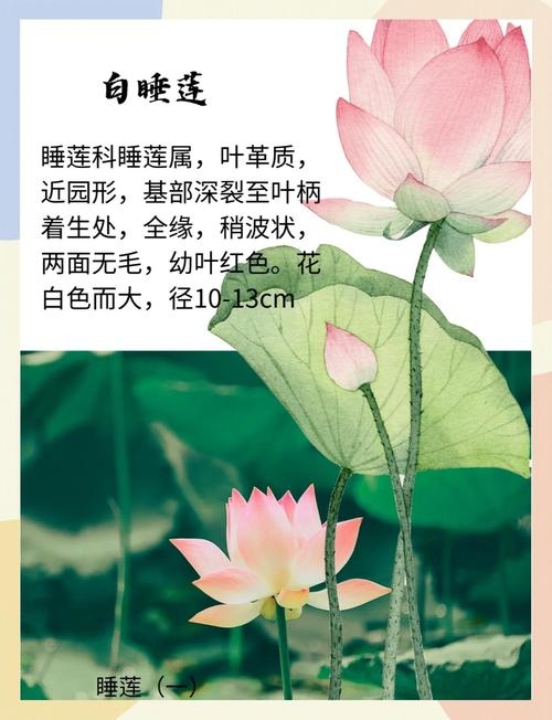 绿荷生出白莲花——揭秘生肖之谜插图