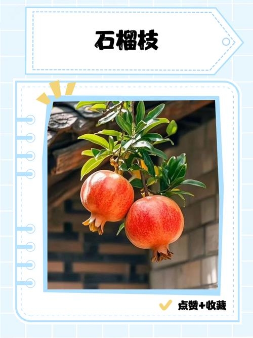 辛酉石榴木，岁月沉淀的坚韧与美丽插图