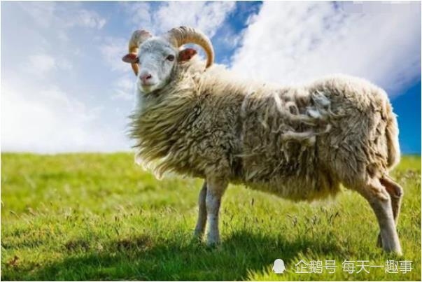 羊，生肖中的忧郁诗人，内心多愁善感插图