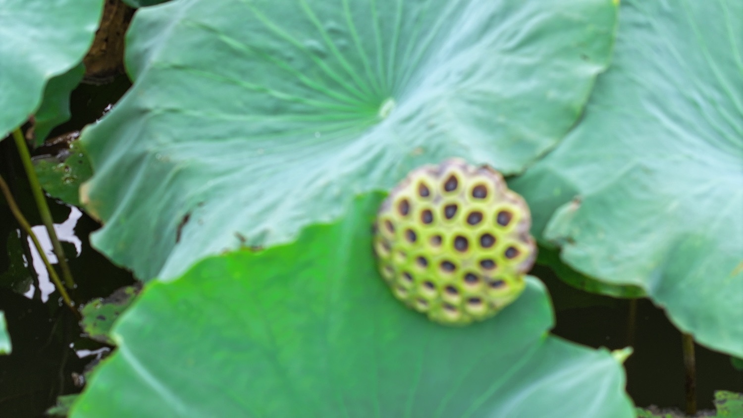 探索天海翼种子的奥秘，从自然奇迹到生态修复的使者插图