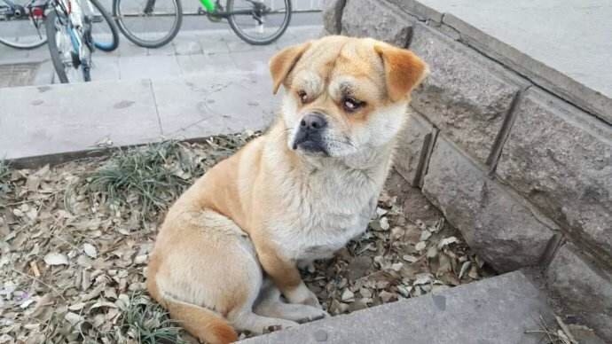 甘拜下风，一只沉默的流浪动物，用坚持诠释生命的尊严插图