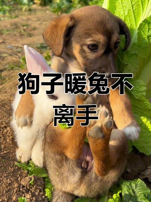 兔狗守福,忠诚与勇敢的幸福守护插图 兔狗守福,忠诚与勇敢的幸福守护插图