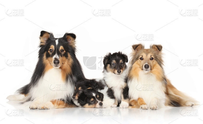 牧羊犬名字，传承与个性的独特标识插图