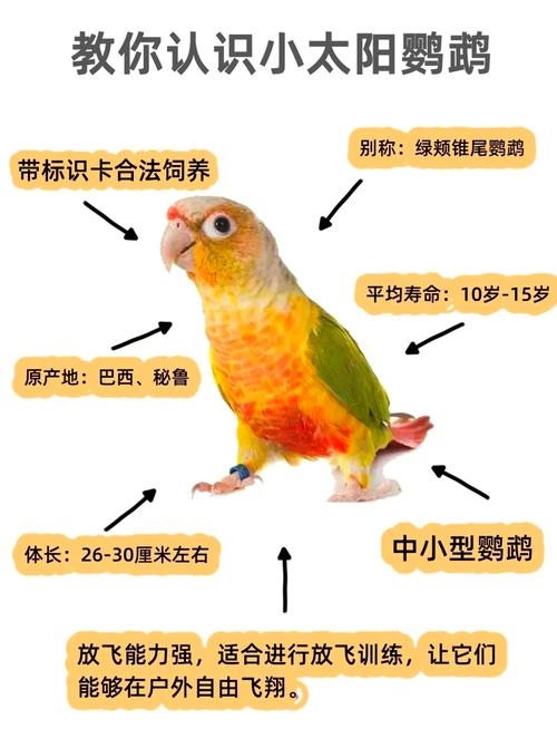 鹦鹉萌名，小绿小黄、飞飞蓝宝插图