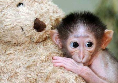 属鼠、牛与龙猴配对幸福，互信合作是关键插图