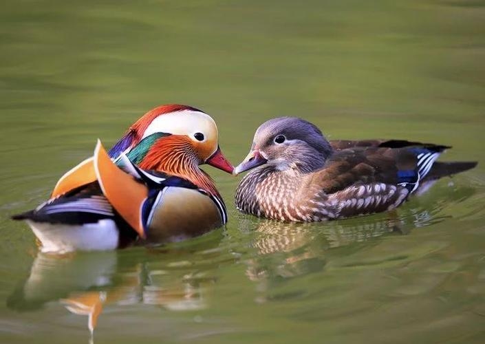 鸳鸯戏水，生肖文化中的爱情隐喻插图