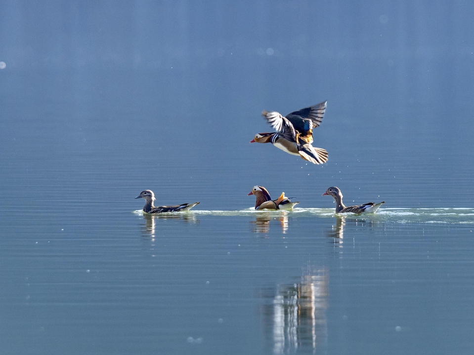 鸳鸯戏水，生肖之谜的浪漫解读插图