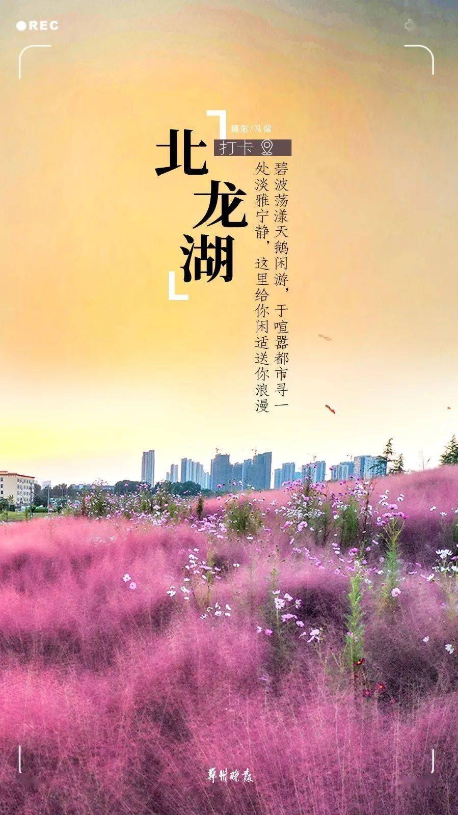 郑州聊天室，城市脉搏的线上交汇点插图