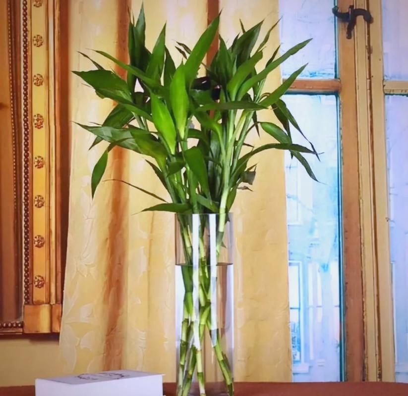 卧室植物,健康财富的绿色选择插图 卧室植物,健康财富的绿色选择插图