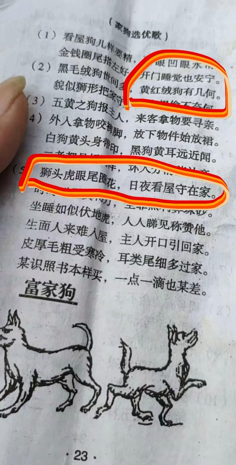 犬吠测吉凶，古老信仰与现代科学的交织插图