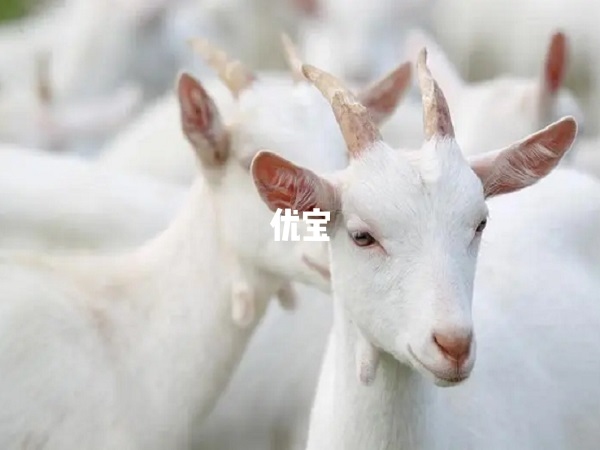 1937年属马，40岁生肖是羊。插图