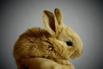 1975属兔48岁后，婚姻、事业与健康管理插图