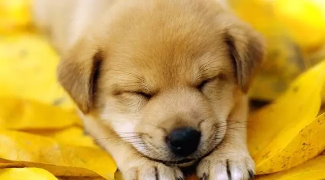 2024年躲春须注意五类人群，属龙、狗等需防煞气冲太岁；年龄逢九或暗九倍数的人可躲春规避不利。插图