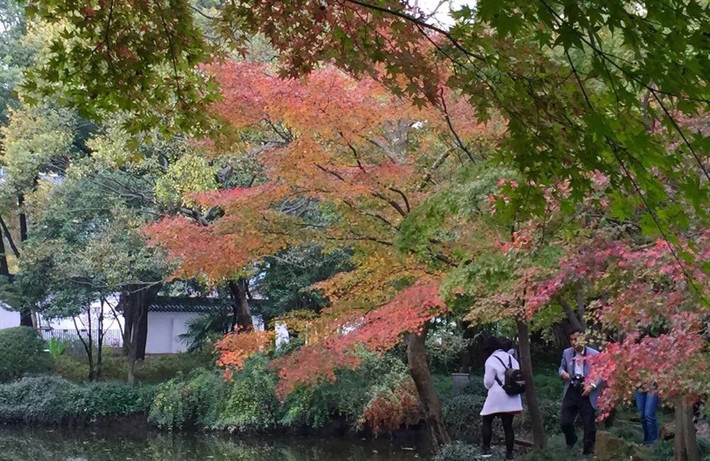秋霞圃赏红叶，秋日美景摄影佳选插图