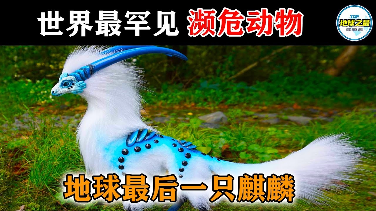 麒麟宝宝成长的奇妙旅程，解读世界珍宝背后的生命密码插图