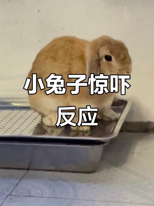 胆小谨慎生肖兔插图