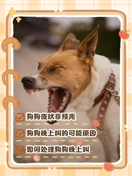 犬吠测吉凶,不同人群的不同预示插图 犬吠测吉凶,不同人群的不同预示插图