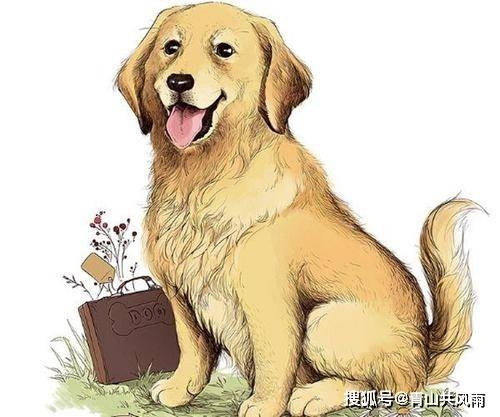 1982年属狗人，六合兔，共筑美好未来。插图