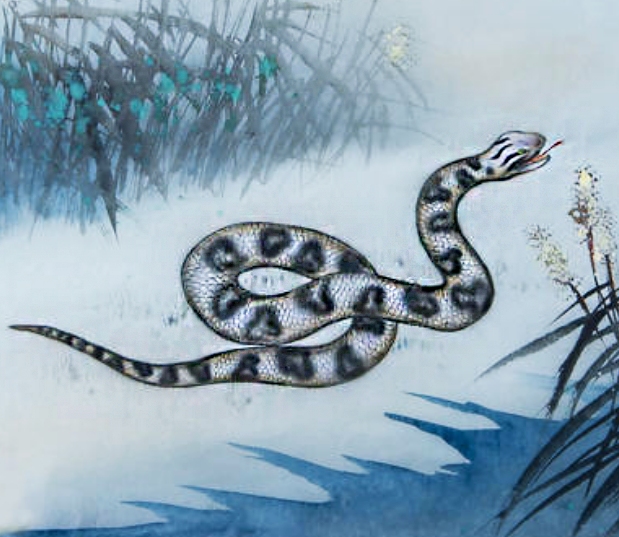 1977年属蛇人的命运，那一段风云变幻的旅程插图