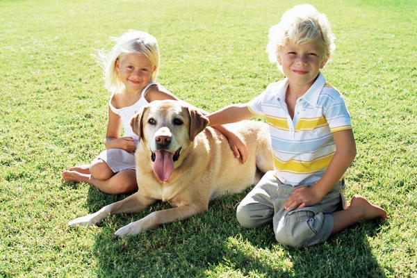 1994年属狗命特点及婚姻建议插图