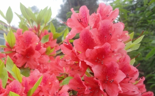 探秘朱砂痣,解读其形态与寓意插图 探秘朱砂痣,解读其形态与寓意插图