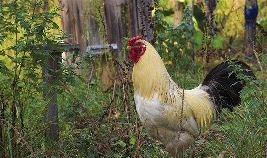 2005年属鸡人,2024、2025年龄及婚配指南插图 2005年属鸡人,2024、2025年龄及婚配指南插图