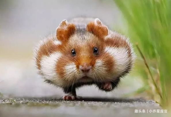 2008年属鼠人，幸运色与数字助你提升运势插图