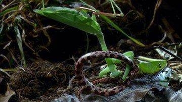 螳螂捕蝉，蛇亦捕捉。寓意生活需警惕插图