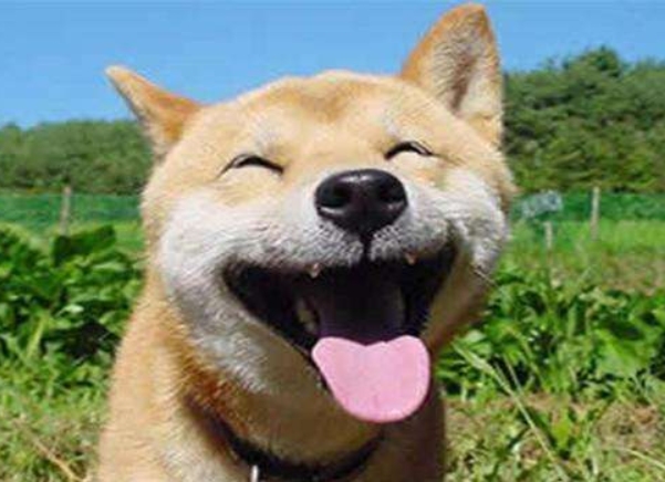 2025年80岁属狗,与这些生肖和谐相配。插图 2025年80岁属狗,与这些生肖和谐相配。插图