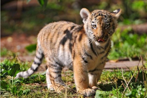 1974年虎人出生月命运揭秘，性格与机遇的交响曲插图