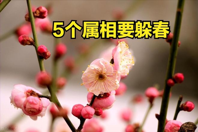 2024立春躲春攻略，生肖轮换与气场调整插图