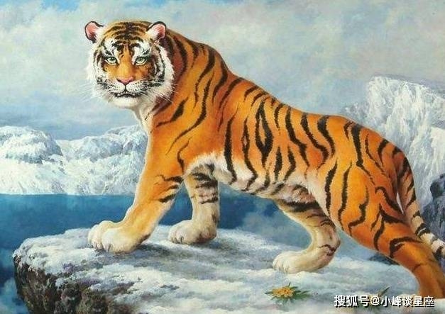 2015年属虎人，感情顺遂，事业挑战与机遇并存插图