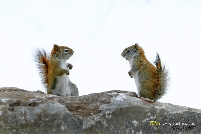 鼠肚鸡肠，谜底是蛇插图